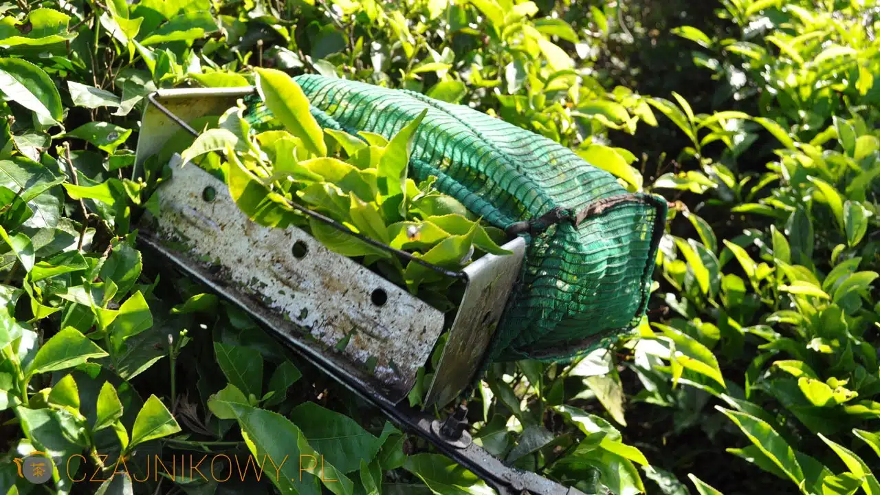 Plantacje herbaciane w Indiach (Munnar)