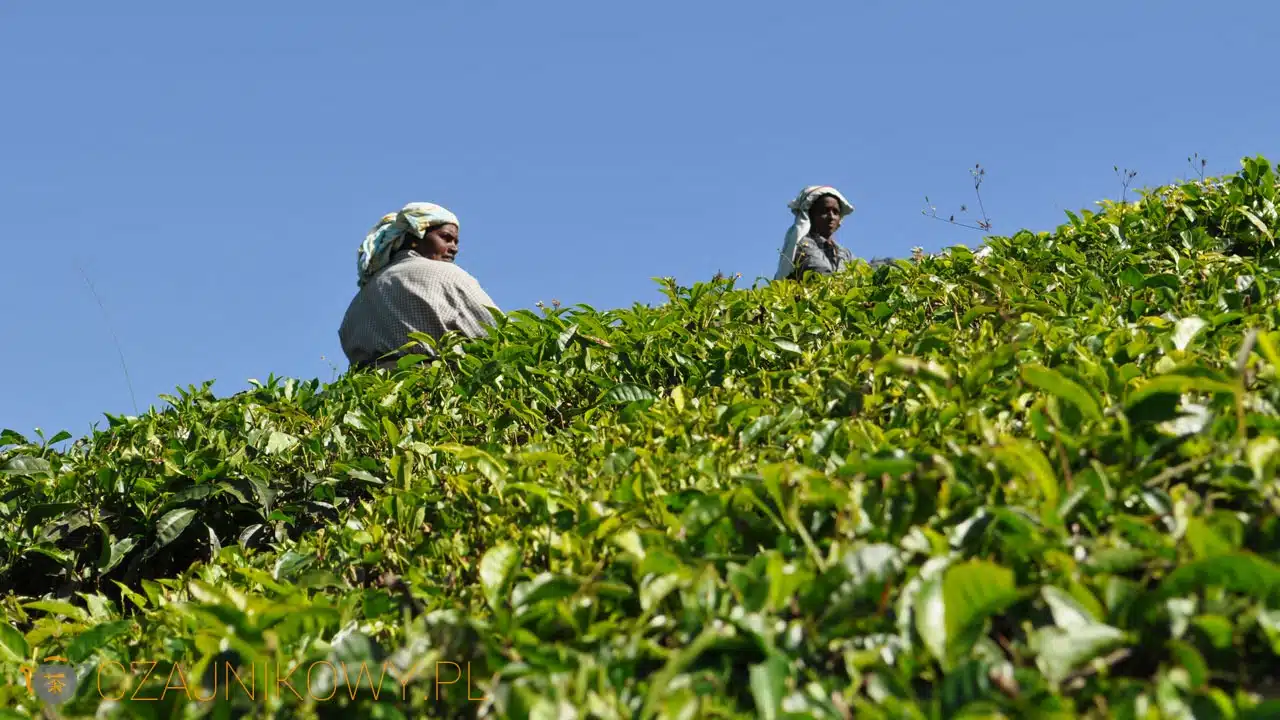 Plantacje herbaciane w Indiach (Munnar)