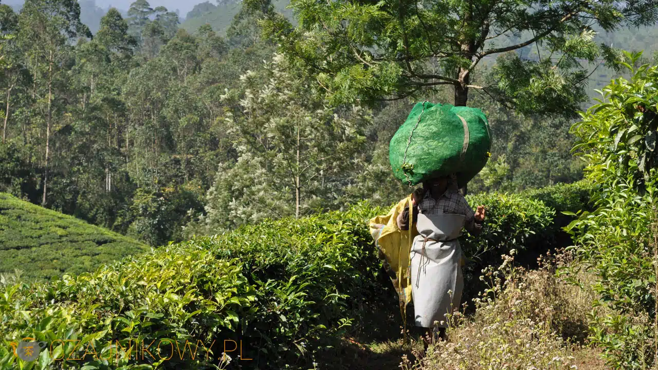 Plantacje herbaciane w Indiach (Munnar)