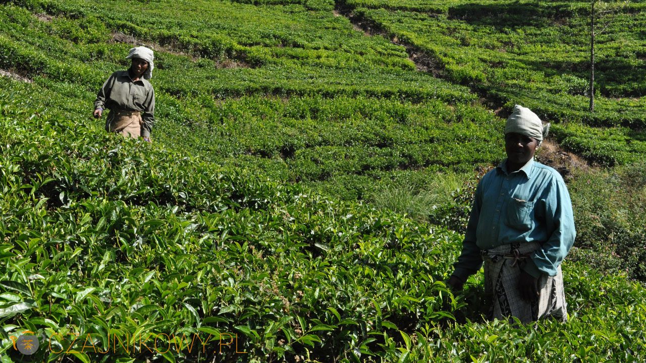 Plantacje herbaciane w Indiach (Munnar)