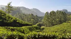 Plantacje herbaciane w Indiach (Munnar)