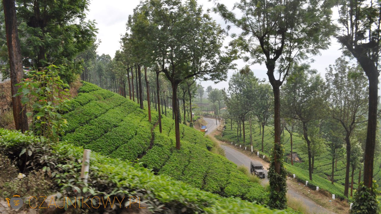 Plantacje herbaciane w Indiach (Munnar)