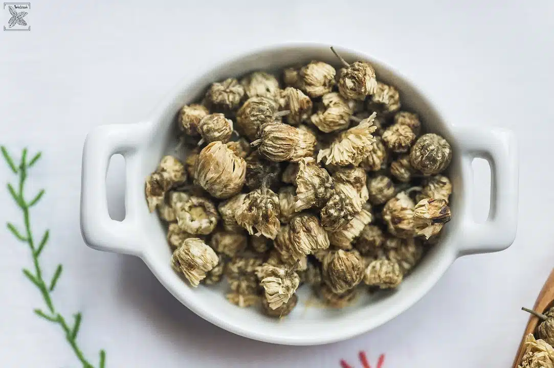 Herbata ze złocienia, Chrysanthemum tea: Suszone kwiatki złocienia