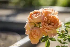 Herbata z różą i różane konfitury, czyli wszystkie zalety róży