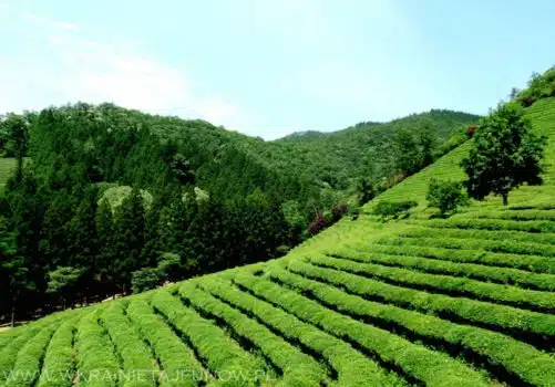 Herbata w Korei: plantacje herbaty