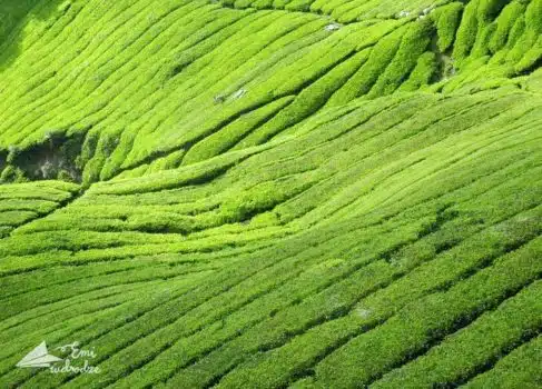 Plantacje herbaty w Indonezji