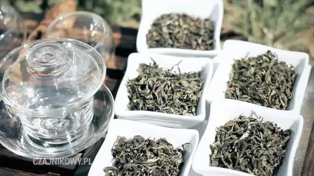 Świeża herbata z prowincji Darjeeling. Herbata Darjeeling