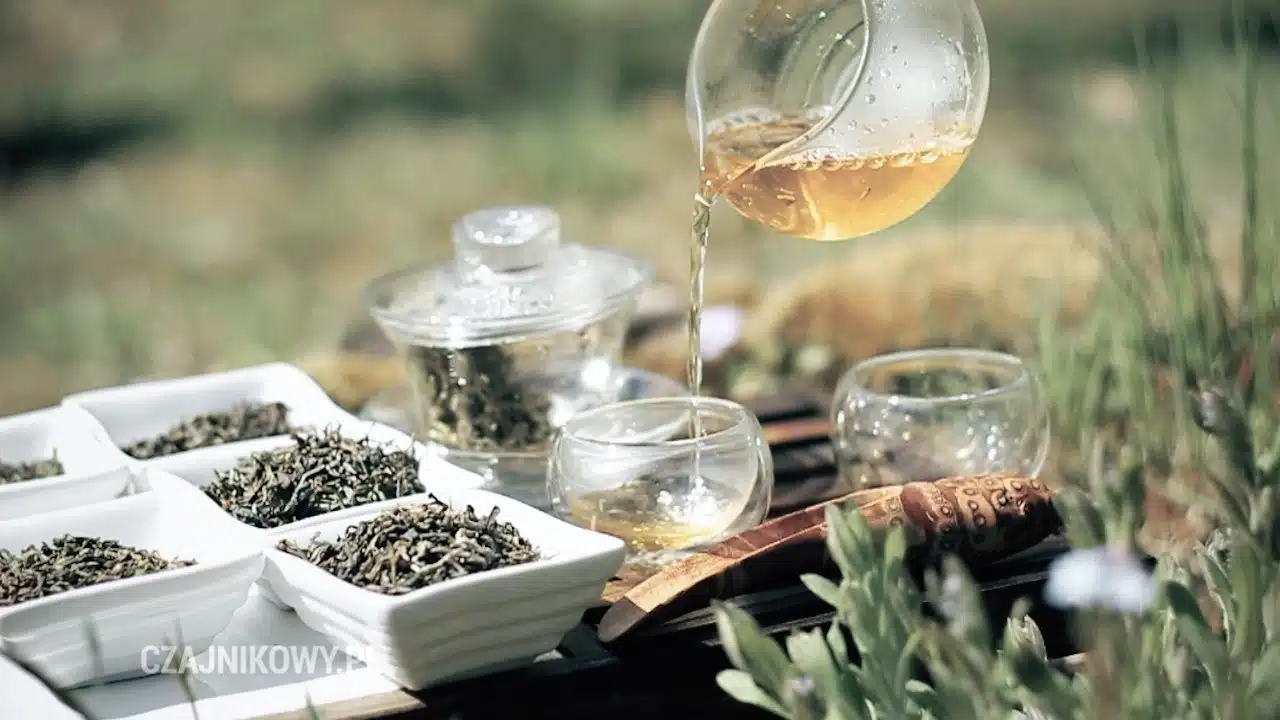 Świeża herbata z prowincji Darjeeling. Herbata Darjeeling