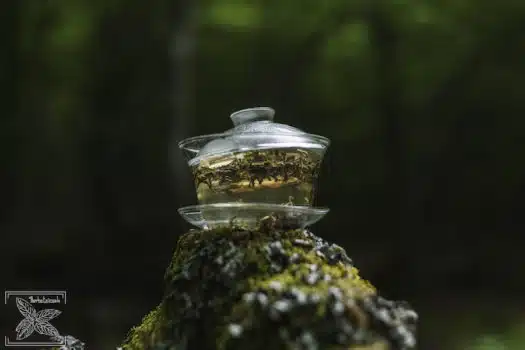 Odprężająca herbata jaśminowa z kwiatami: parzenie zielonej herbaty z jaśminem