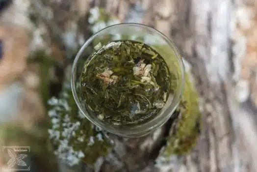 Odprężająca herbata jaśminowa z kwiatami: zaparzona zielona herbata