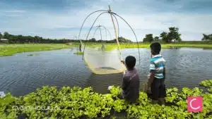 NASA w służbie ogrodów herbacianych w Assam