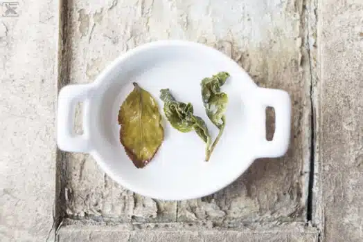 Herbata Si Ji Chun otwarte liście po parzeniu