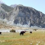 Herbata z Nepalu. Herbata Nepalska rodzaje i zbiory