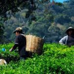 Herbata indonezyjska. Herbata z Indonezji Sumatra Oolong uprawy