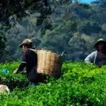 Herbata indonezyjska. Herbata z Indonezji Sumatra Oolong uprawy