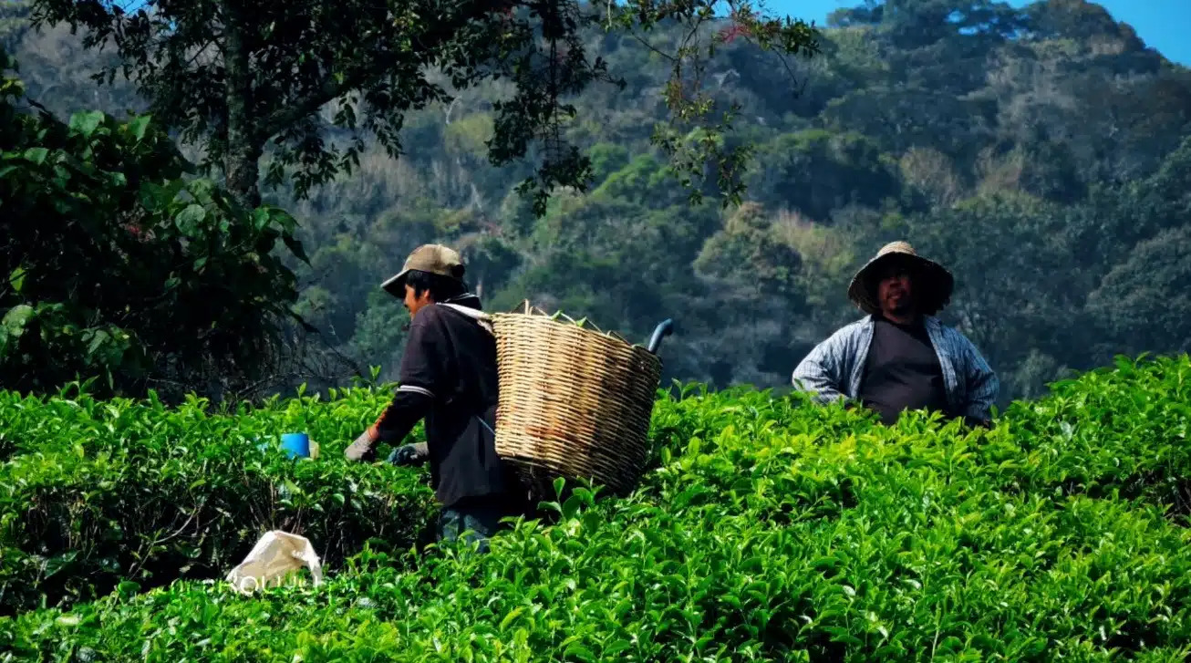 Herbata indonezyjska. Herbata z Indonezji Sumatra Oolong uprawy
