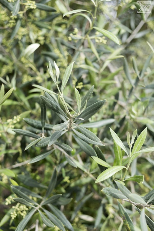 Herbata oliwna Olive Tea Organic: Liście oliwki