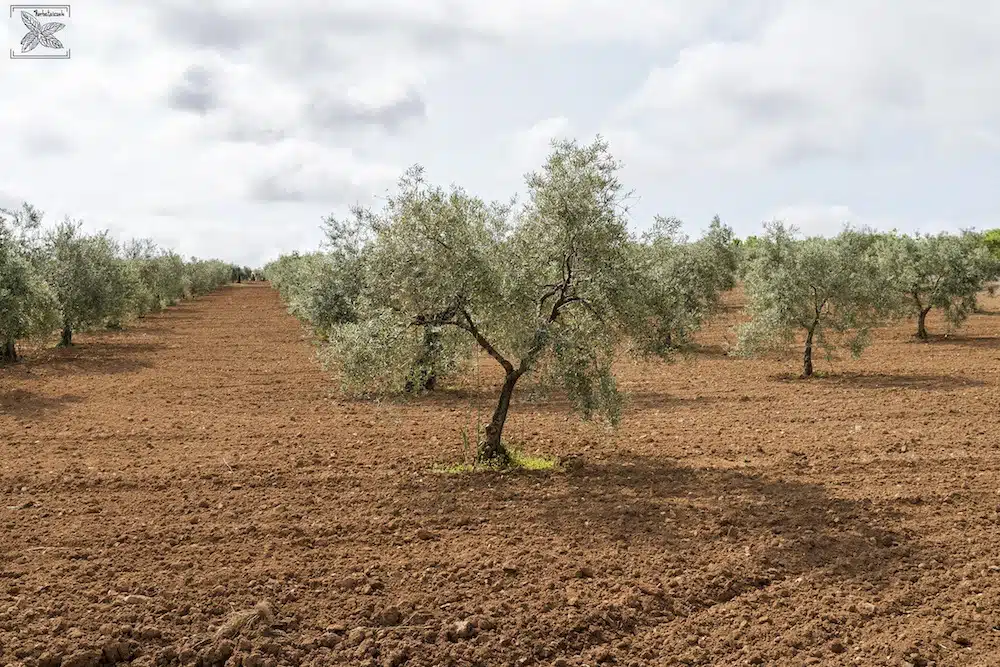 Herbata oliwna Olive Tea Organic: Oliwki w ogrodzie oliwnym w Hiszpanii