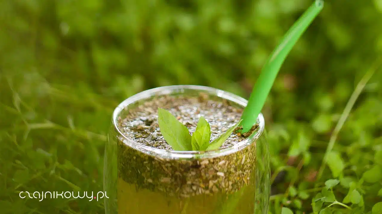 Działanie odchudzające yerba mate. Najlepsza yerba mate na odchudzanie, właściwości