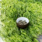 Herbata Sumatra Highland Chin Chin oolong w terenie