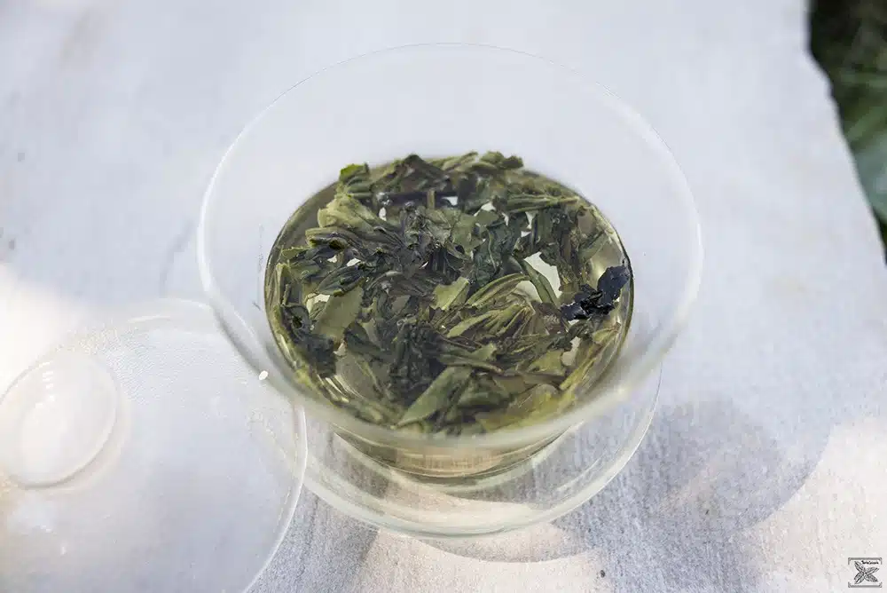 Organiczna zielona herbata LungChing: liście podczas parzenia
