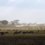 Kenia - herbata kenijska. Historia uprawy herbaty