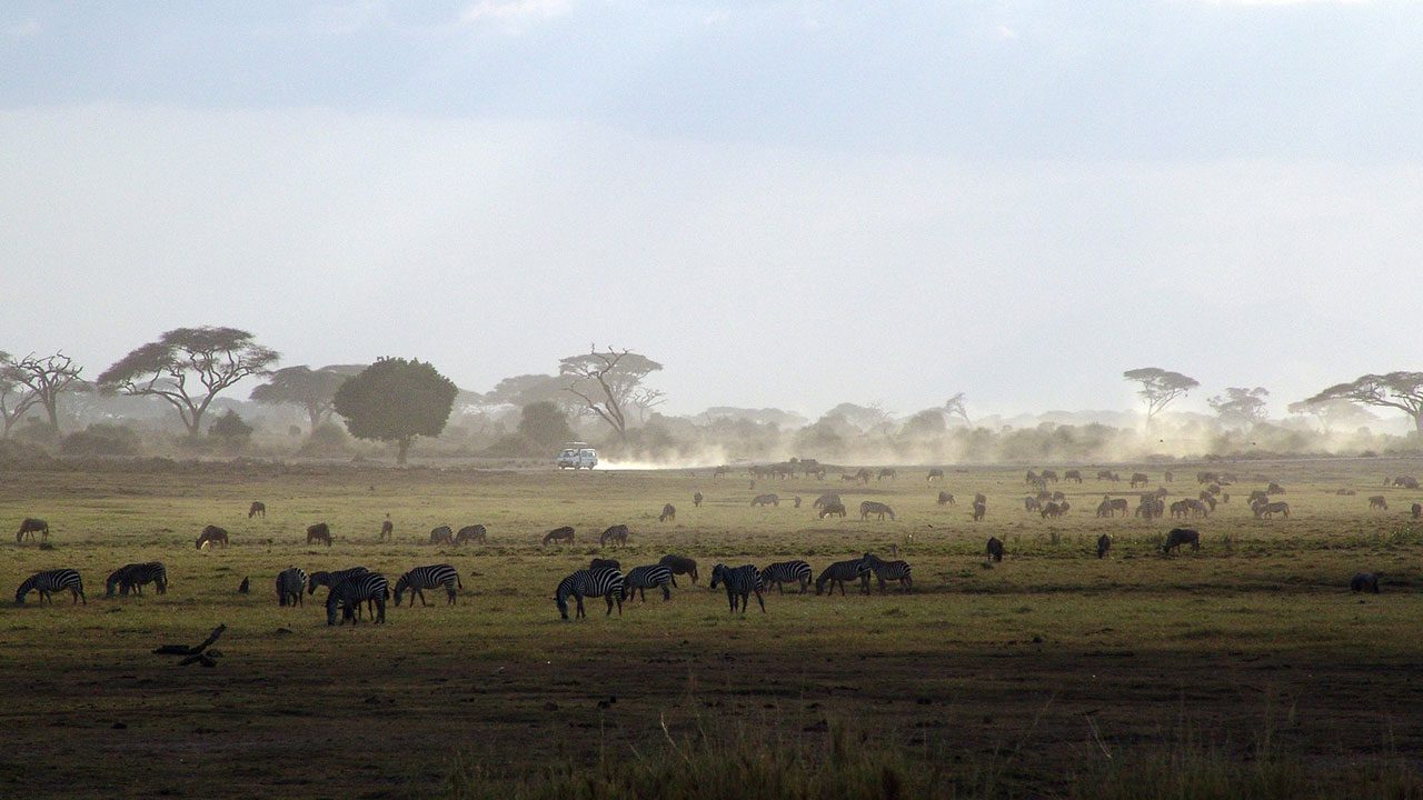 Kenia - herbata kenijska. Historia uprawy herbaty