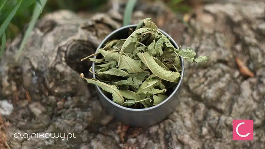 Herbata ziołowa werbena cytrynowa