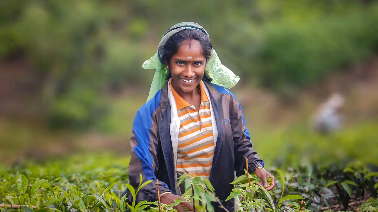 Terroir, czyli jak zmienia się smak herbaty w zależności od zbioru z plantacji (fot. Artur Kowalski)