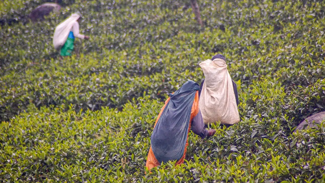 Terroir, czyli jak zmienia się smak herbaty w zależności od zbioru z plantacji (fot. Artur Kowalski)