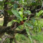 Prowincja Anhui: historia herbaty w Chinach