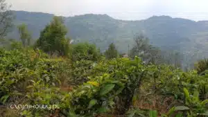 Prowincja Sychuan: historia herbaty w Chinach
