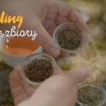 Zbiory herbaty w Darjeeling
