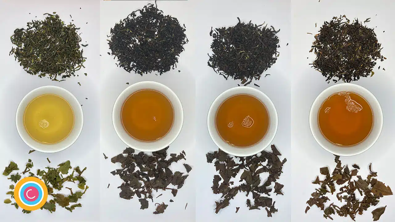 Zbiory herbaty w Darjeeling