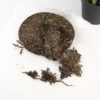 Herbata Pu-Erh Mengku 2018 Stare Drzewa 20g – porcja z talerza, głęboki smak Yunnan